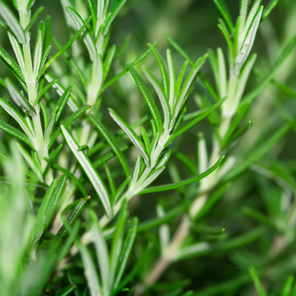 Ama Lurra Essential Oil Rosemary