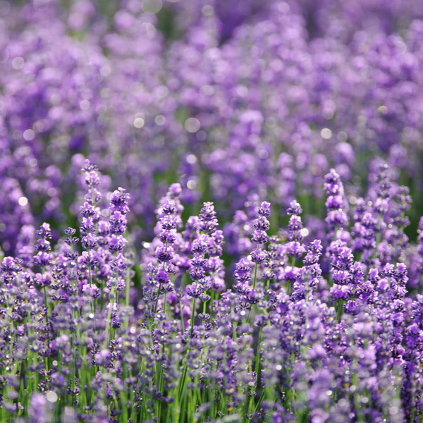 Ama Lurra Essential Oil Lavender