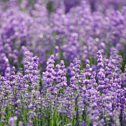 Ama Lurra Essential Oil Lavender