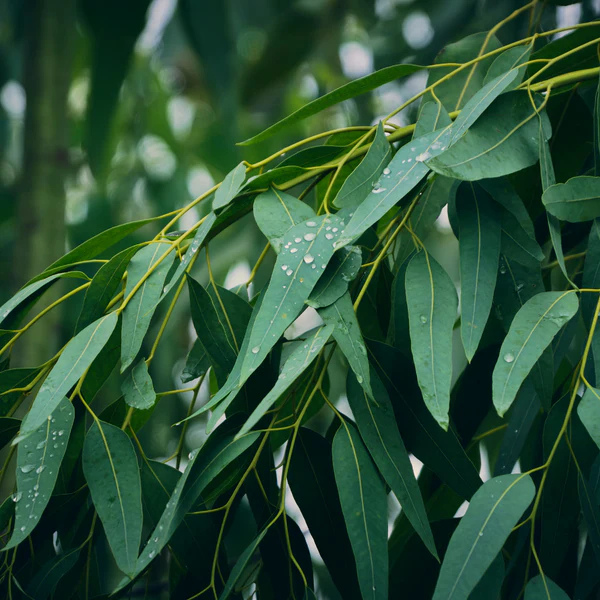 Ama Lurra Essential Oil Eucalyptus